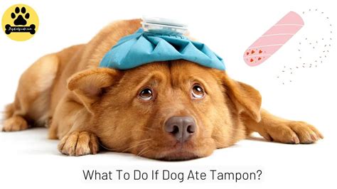 dog ate tampon how long to pass|puppy ate tampon.